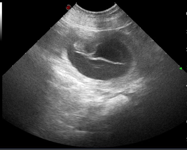 Kailani ist tragend !!!