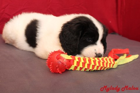 Hündin 5 Mylady Malou