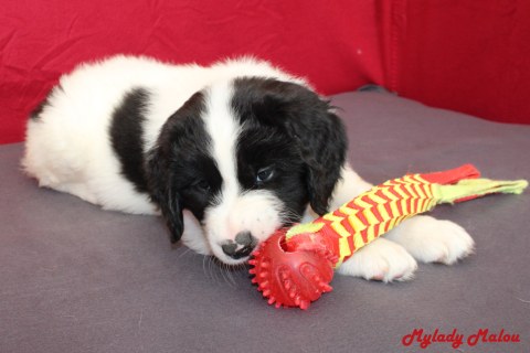 Hündin 5 Mylady Malou