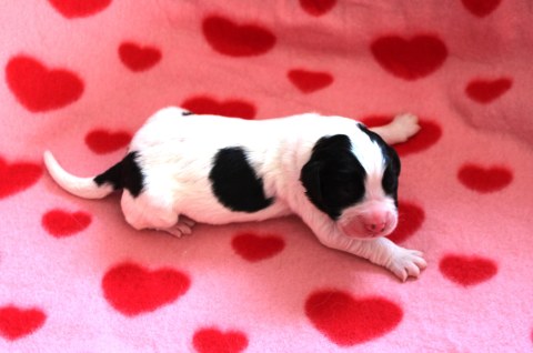 Hündin 5 Mylady Malou