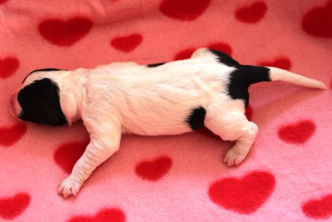 Hündin 5 Mylady Malou